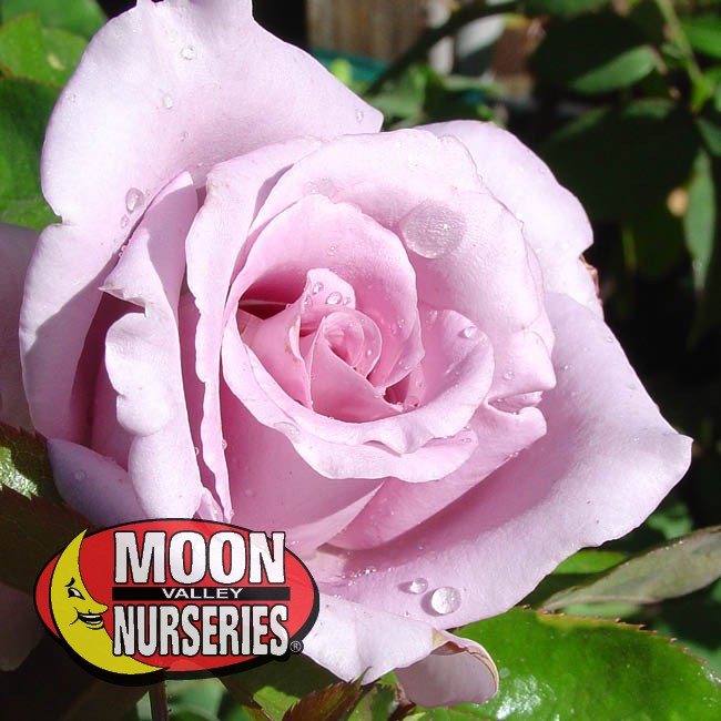 January Tips to Care for Your Roses